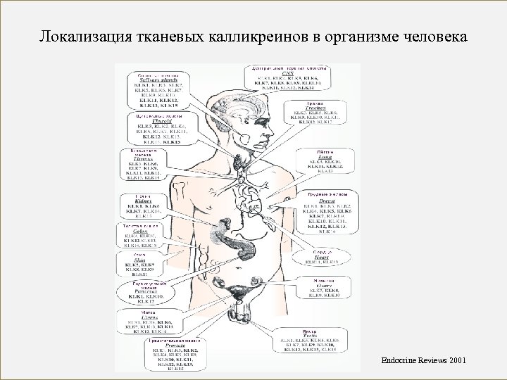 Локализация тканевых калликреинов в организме человека Endocrine Reviews 2001 