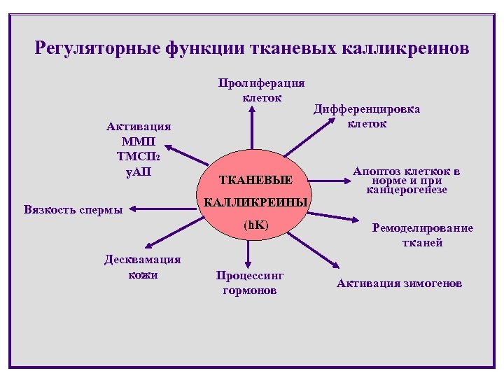 Регуляторные функции тканевых калликреинов Пролиферация клеток Активация ММП ТМСП 2 у. АП Вязкость спермы
