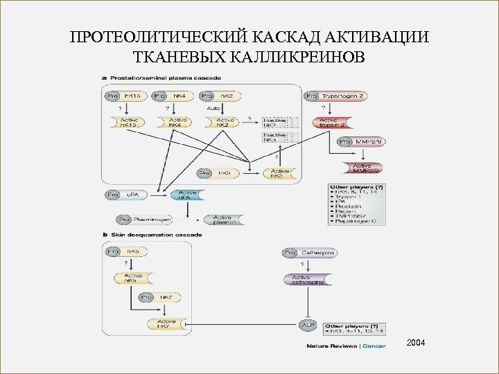 ПРОТЕОЛИТИЧЕСКИЙ КАСКАД АКТИВАЦИИ ТКАНЕВЫХ КАЛЛИКРЕИНОВ 2004 