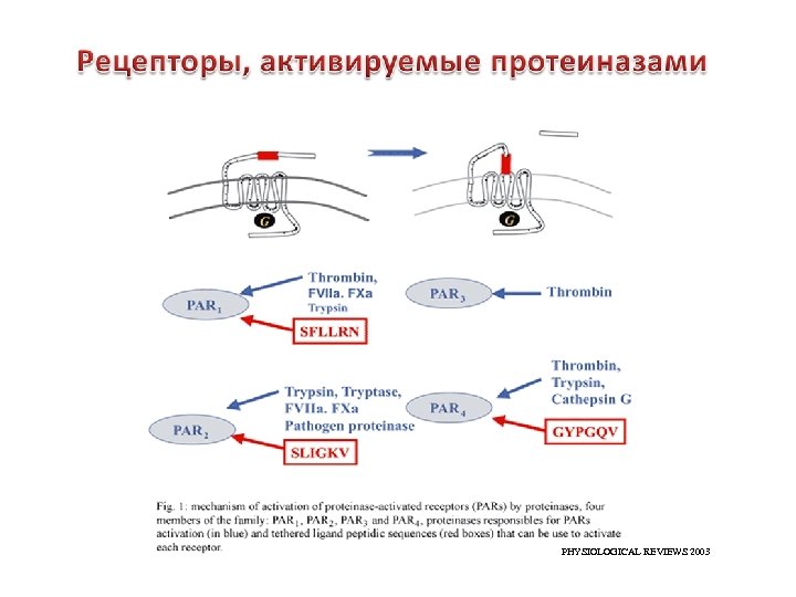PHYSIOLOGICAL REVIEWS 2003 