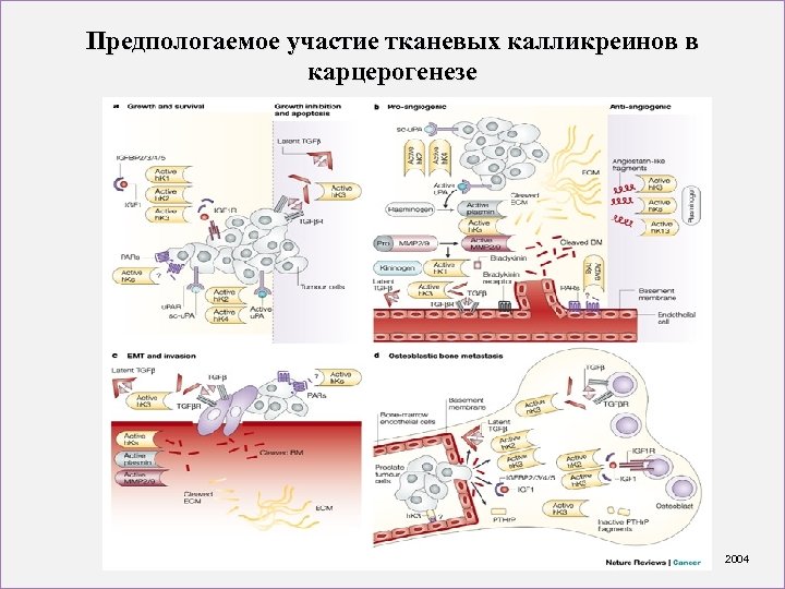 Предпологаемое участие тканевых калликреинов в карцерогенезе 2004 