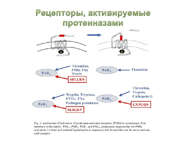 Рецепторы, активируемые протеиназами 