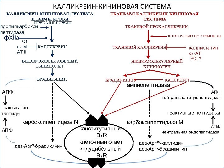 КАЛЛИКРЕИН-КИНИНОВАЯ СИСТЕМА ПЛАЗМЫ КРОВИ ПРЕКАЛЛИКРЕИН ТКАНЕАВЯ КАЛЛИКРЕИН-КИНИНОВАЯ СИСТЕМА пролилкарбоксипептидаза ТКАНЕВОЙ ПРОКАЛЛИКРЕИН клеточные протеиназы ф.