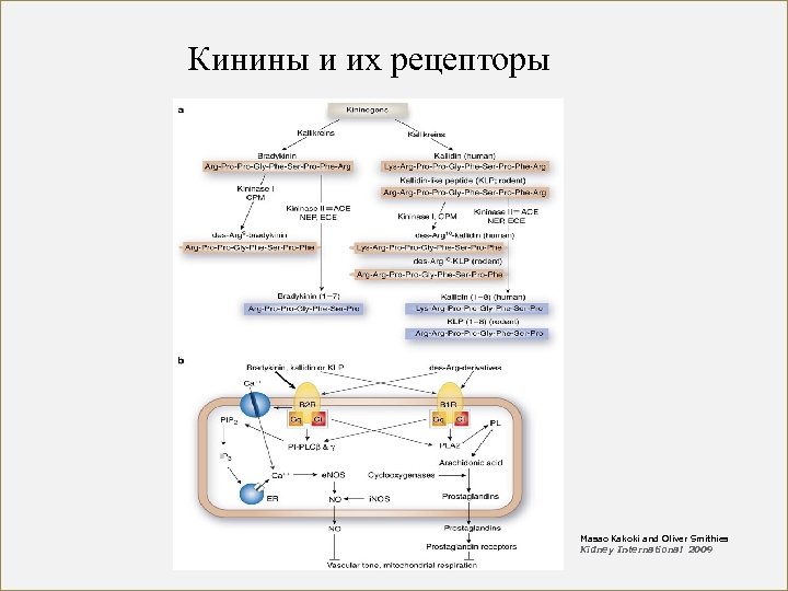 Кинины и их рецепторы Masao Kakoki and Oliver Smithies Kidney International 2009 