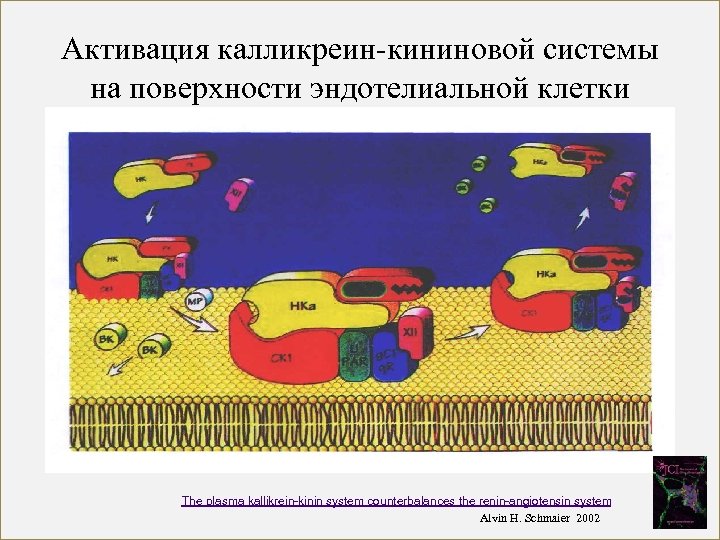Активация калликреин-кининовой системы на поверхности эндотелиальной клетки The plasma kallikrein-kinin system counterbalances the renin-angiotensin