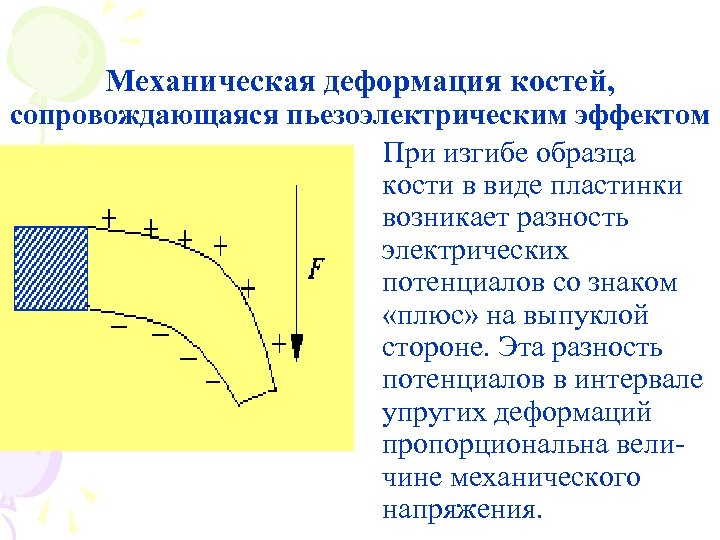 Механическая деформация костей, сопровождающаяся пьезоэлектрическим эффектом При изгибе образца кости в виде пластинки возникает
