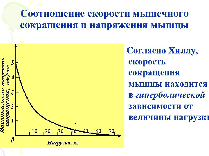 Соотношение скорости мышечного сокращения и напряжения мышцы Согласно Хиллу, скорость сокращения мышцы находится в