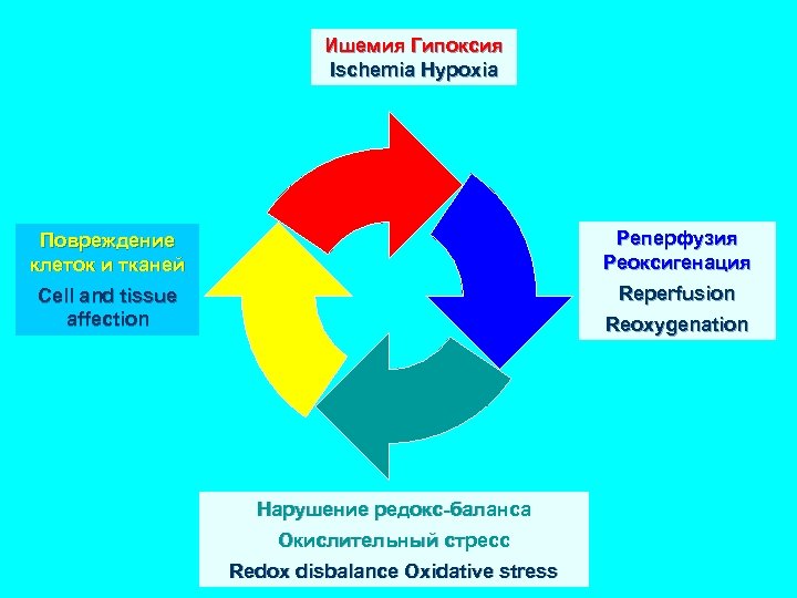 Ишемия Гипоксия Ischemia Hypoxia Повреждение клеток и тканей Реперфузия Реоксигенация Cell and tissue affection
