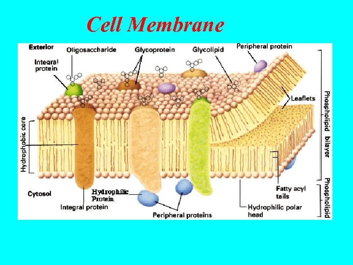 Cell Membrane 