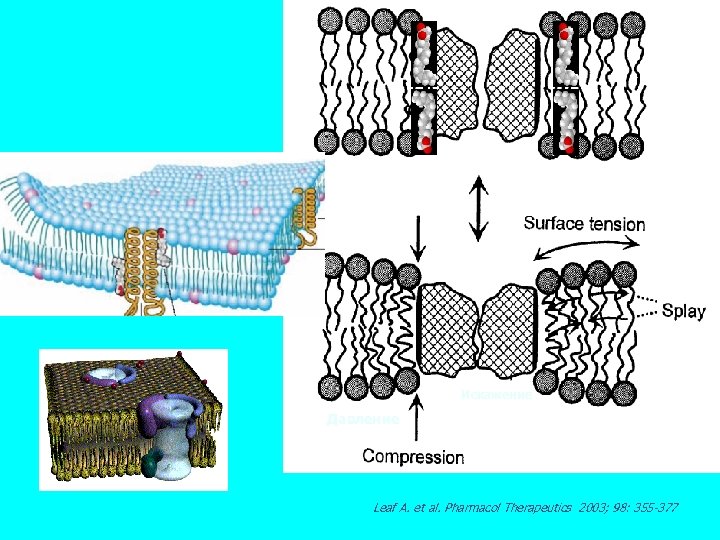 Искажение Давление Leaf A. et al. Pharmacol Therapeutics 2003; 98: 355 -377 