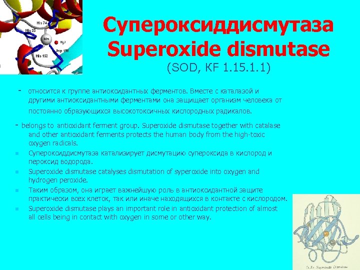 Супероксиддисмутаза Superoxide dismutase (SOD, КF 1. 15. 1. 1) - относится к группе антиоксидантных