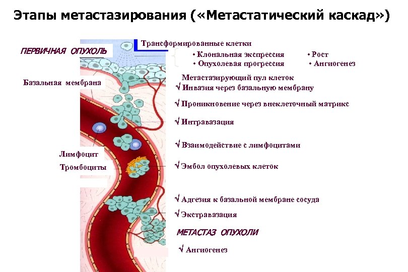Этапы метастазирования ( «Метастатический каскад» ) ПЕРВИЧНАЯ ОПУХОЛЬ Базальная мембрана Трансформированные клетки • Клональная