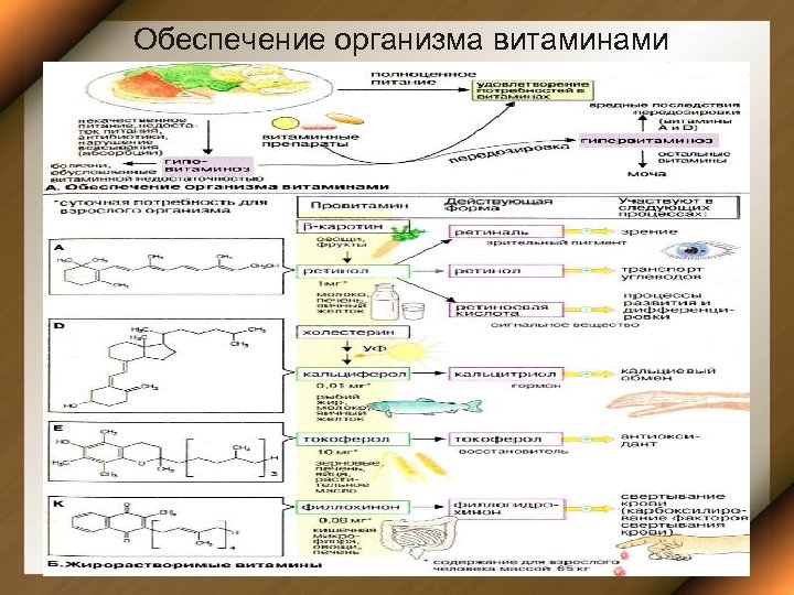 Обеспечение организма витаминами 