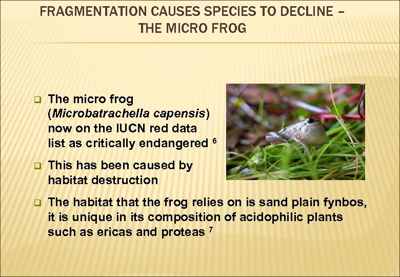FRAGMENTATION CAUSES SPECIES TO DECLINE – THE MICRO FROG q The micro frog (Microbatrachella