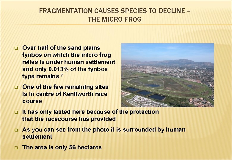 FRAGMENTATION CAUSES SPECIES TO DECLINE – THE MICRO FROG q Over half of the
