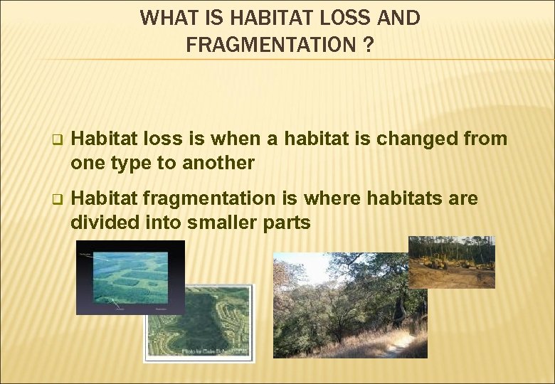 WHAT IS HABITAT LOSS AND FRAGMENTATION ? q Habitat loss is when a habitat