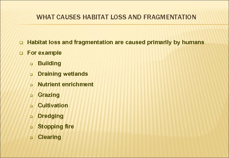 WHAT CAUSES HABITAT LOSS AND FRAGMENTATION q Habitat loss and fragmentation are caused primarily