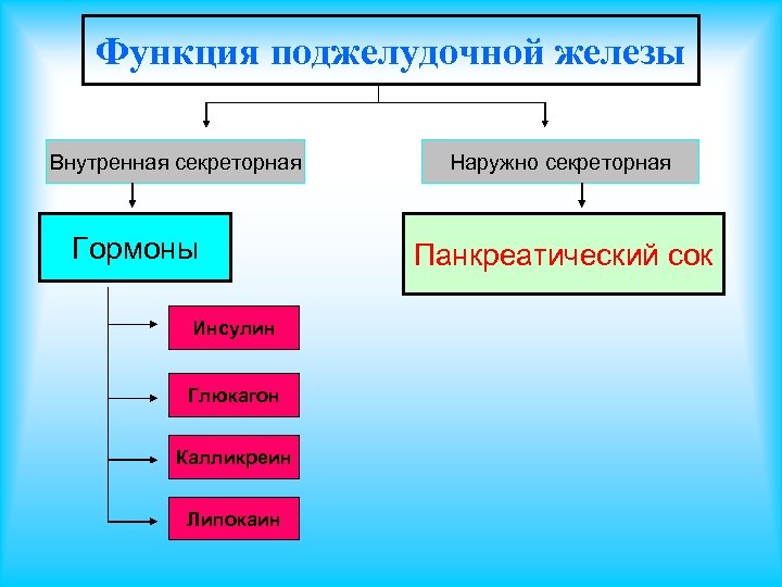 Функция поджелудочной железы Внутренная секреторная Гормоны Инсулин Глюкагон Калликреин Липокаин Наружно секреторная Панкреатический сок