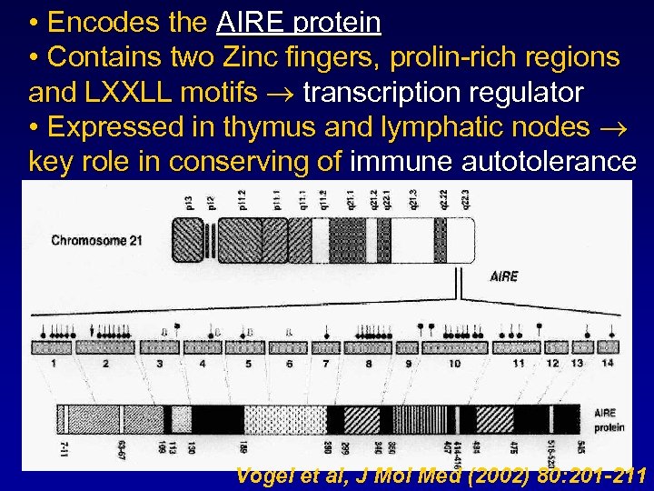  • Encodes the AIRE protein • Contains two Zinc fingers, prolin-rich regions and