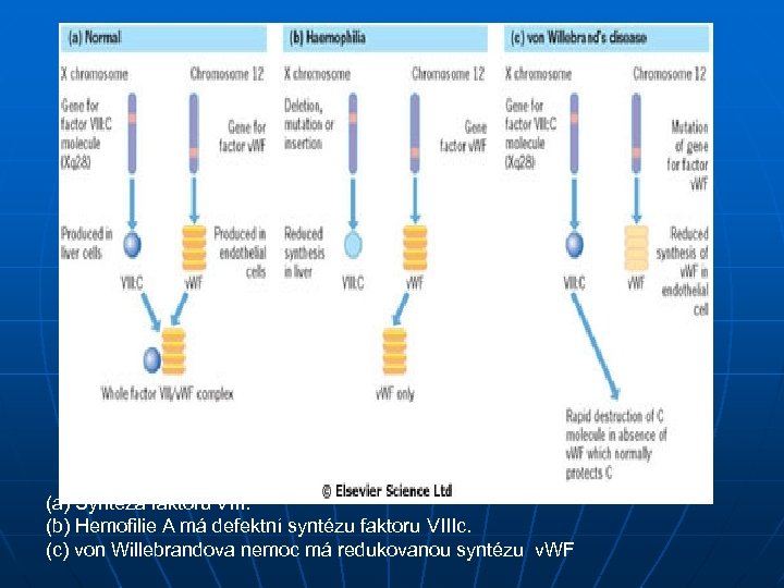 (a) Syntéza faktoru VIII. (b) Hemofilie A má defektní syntézu faktoru VIIIc. (c) von