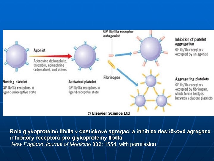  Role glykoproteinů IIb/IIa v destičkové agregaci a inhibice destičkové agregace inhibitory receptorů pro