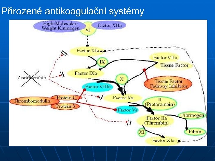 Přirozené antikoagulační systémy 
