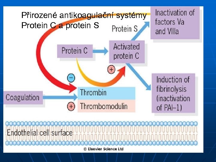 Přirozené antikoagulační systémy Protein C a protein S 