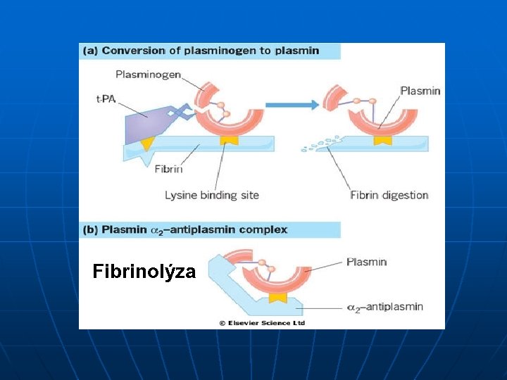  Fibrinolýza 