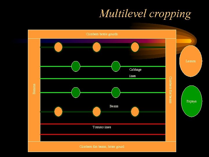Multilevel cropping Climbers bottle gourds Lemon Cabbage Banana Beans Tomato lines Climbers flat beans,
