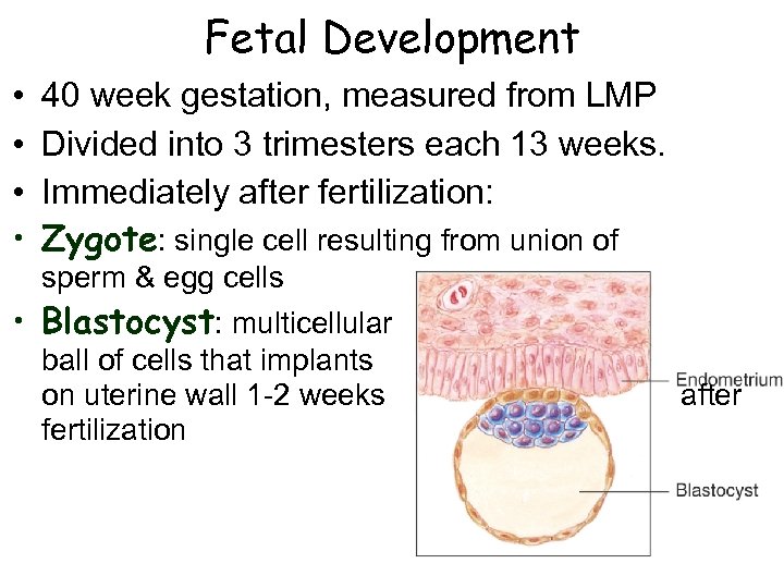 Fetal Development • • 40 week gestation, measured from LMP Divided into 3 trimesters