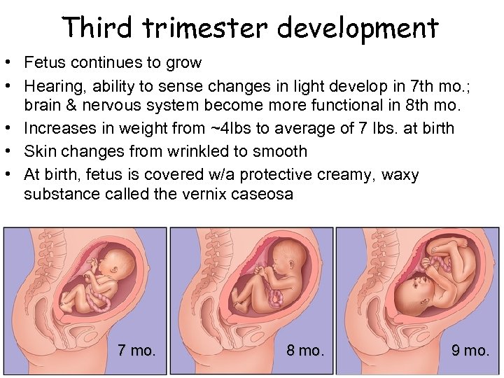 Third trimester development • Fetus continues to grow • Hearing, ability to sense changes