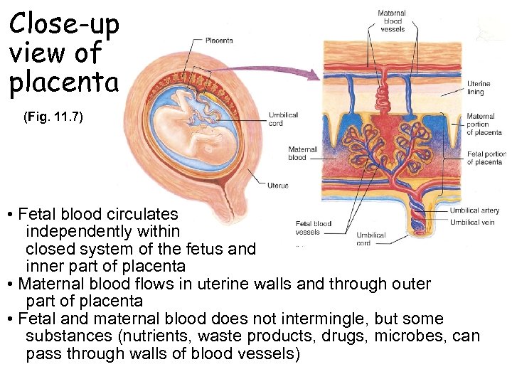 Close-up view of placenta (Fig. 11. 7) • Fetal blood circulates independently within closed