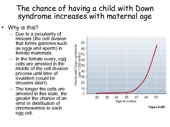 The chance of having a child with Down syndrome increases with maternal age •