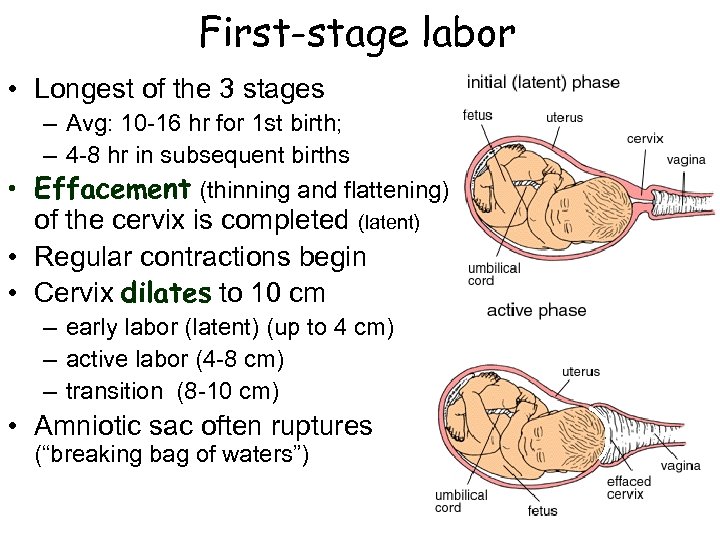 First-stage labor • Longest of the 3 stages – Avg: 10 -16 hr for