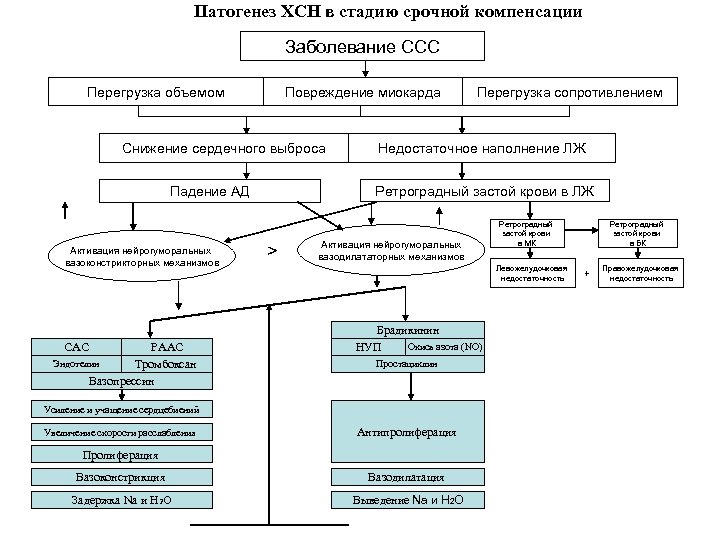 Патогенез ХСН в стадию срочной компенсации Заболевание ССС Перегрузка объемом Повреждение миокарда Снижение сердечного