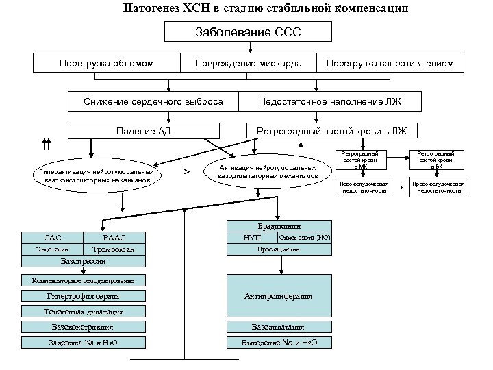 Патогенез хсн схема