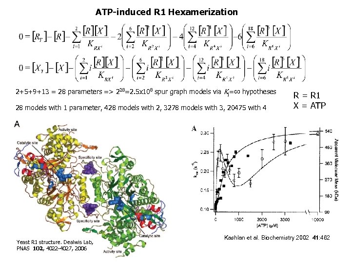 ATP-induced R 1 Hexamerization 2+5+9+13 = 28 parameters => 228=2. 5 x 108 spur