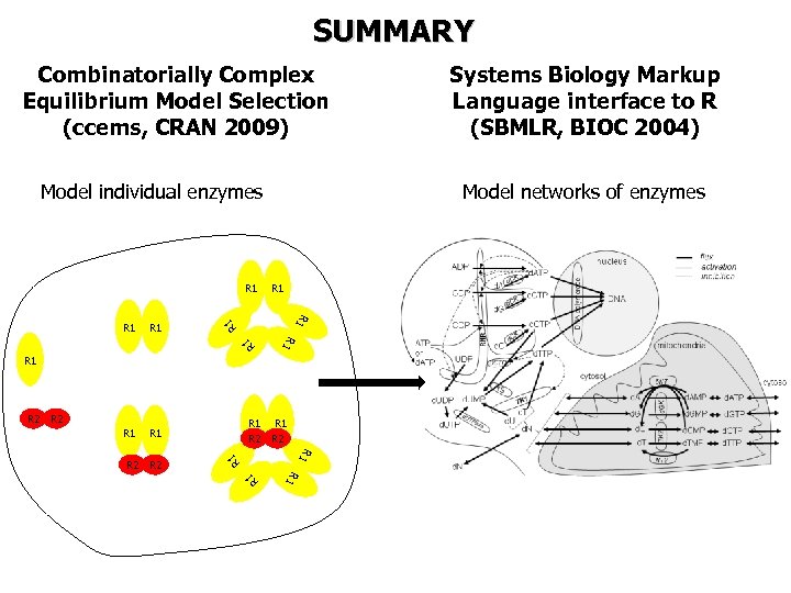 SUMMARY Combinatorially Complex Equilibrium Model Selection (ccems, CRAN 2009) Model individual enzymes R 1