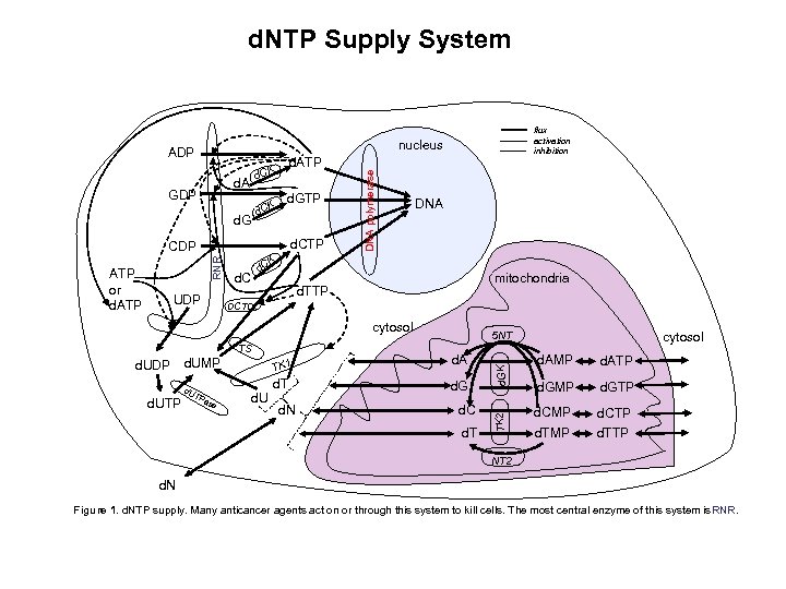 d. NTP Supply System nucleus ADP K d. C d. GTP d. CTP CK
