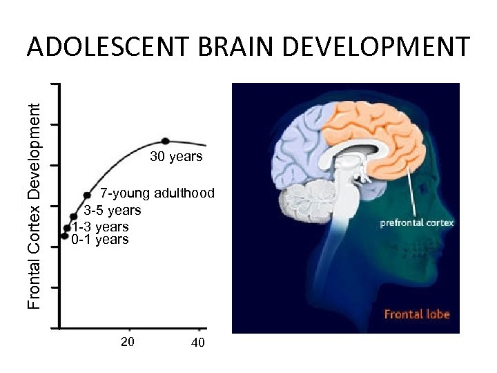 Frontal Cortex Development ADOLESCENT BRAIN DEVELOPMENT 30 years 7 -young adulthood 3 -5 years