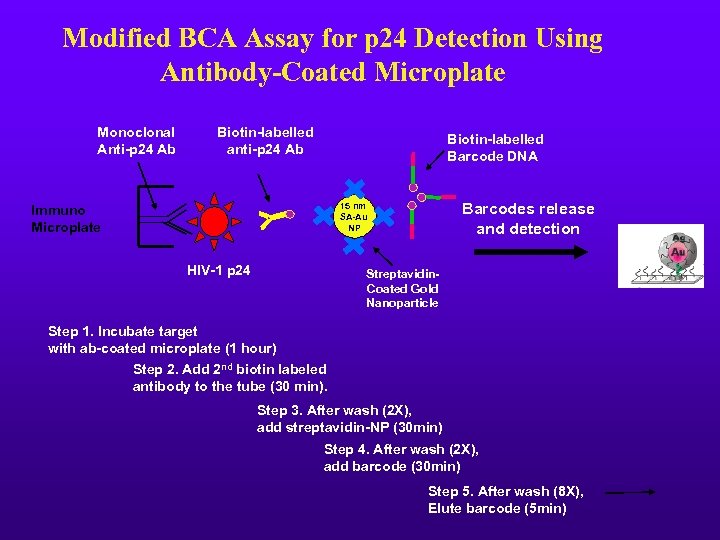 Modified BCA Assay for p 24 Detection Using Antibody-Coated Microplate Monoclonal Anti-p 24 Ab
