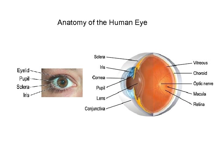 Anatomy of the Human Eye 