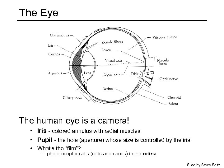The Eye The human eye is a camera! • Iris - colored annulus with