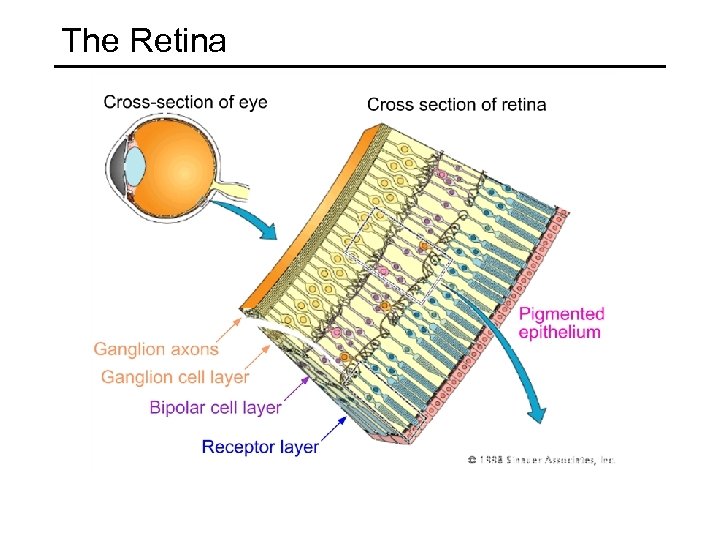 The Retina 