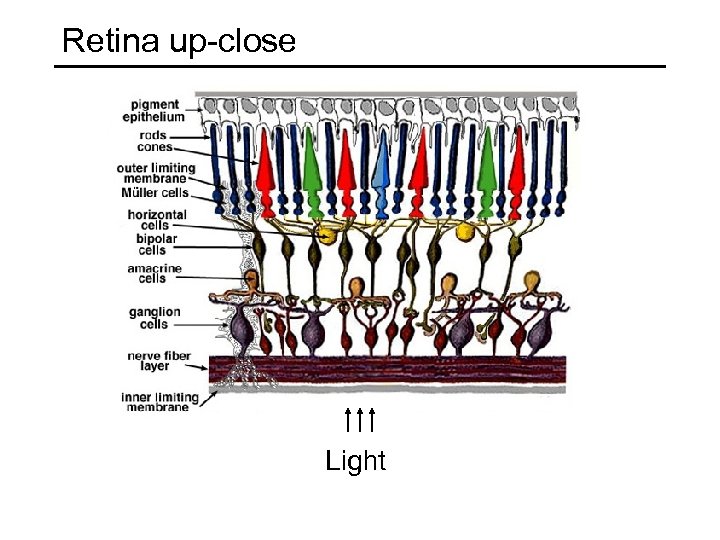 Retina up-close Light 