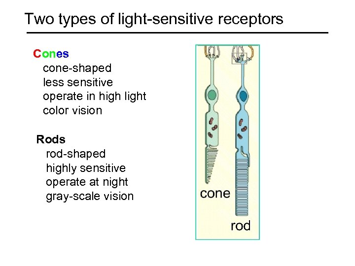 Two types of light-sensitive receptors Cones cone-shaped less sensitive operate in high light color