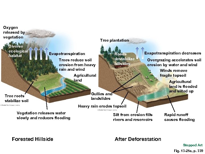 Oxygen released by vegetation Diverse ecological habitat Tree plantation Evapotranspiration Trees reduce soil erosion