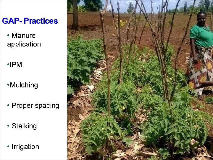 GAP- Practices • Manure application • IPM • Mulching • Proper spacing • Stalking