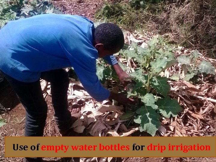 Use of empty water bottles for drip irrigation 