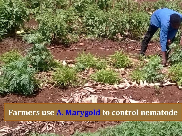 Farmers use A. Marygold to control nematode 